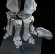 Six Foot Mounted Diplodocus Dinosaur Leg - Colorado #56366-7